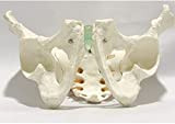 LHMYHHH Modèle d'étude de Squelette Humain d'enseignement médical pelvien mâle Adulte 1:1 modèle de Colonne vertébrale squelettique