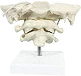 LHMYHHH Modèle d'occiput en PVC Rachis Cervical Humain spécimen d'os Cervical Simulation réglage osseux Mobile, pour Aide à la Formation ...