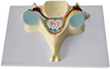 LHMYHHH Modèle de Nerf Spinal de la cinquième vertèbre cervicale Humaine-grossissement 7X modèle Humain Anatomique de la Colonne vertébrale médicale ...